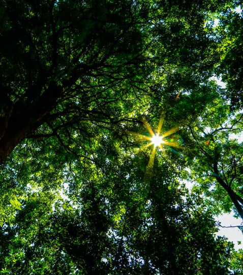 Sunlight bursting through trees